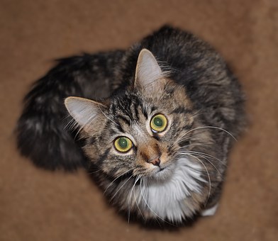 Do I Require Pet Insurance? - Is It Really A Necessity Or Is It Insurance Enterprise Ploy To Get Ad