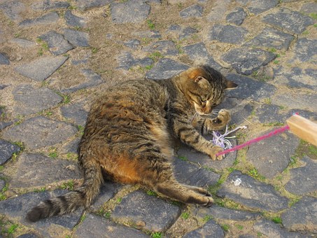 Pet Meds That Are Common For Puppies