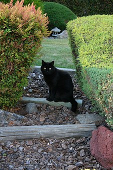 Does My Car Insurance Cover Injuries To Animals?