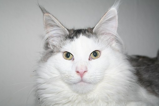 Your Pet Holiday Photos