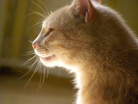 Is The Pet Insurance Industry Regulated?