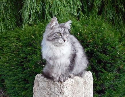Great New Discovery Helps You Discover What To Anticipate From Pet Insurance Coverage Comparison