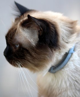 Coping With The Loss Of A Pet