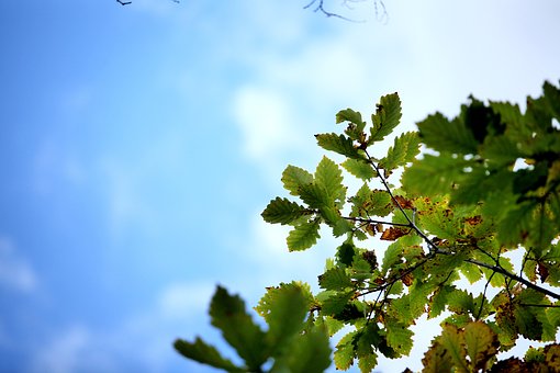 Autumn Pest Watch
