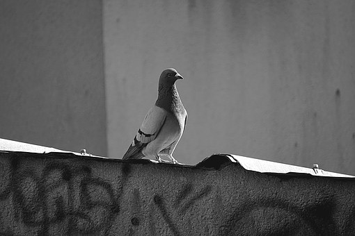 A Basic Attraction Options In Taking The Wonderful Tour In Tijuana