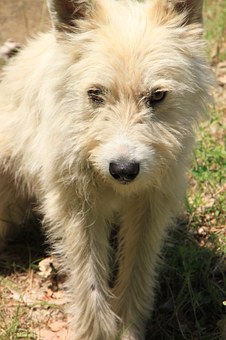 6 Ways To Remedy A Dog's Appetite Loss