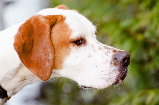 What Can I Do About My Dog's Leg Wound?