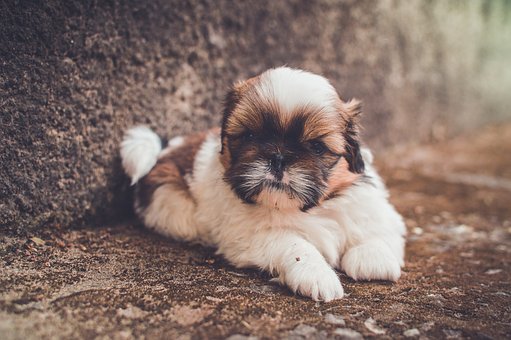 Benefits Of A Plastic Dog Crate