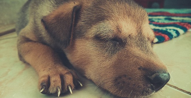 Becoming A Professional Dog Trainer
