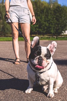How To Deal With A Dogs Barking Problem