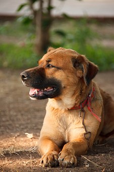 Select Electric Dog Fence Its Perfect For Your Dog