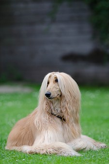 Benefits Of A Plastic Dog Pen