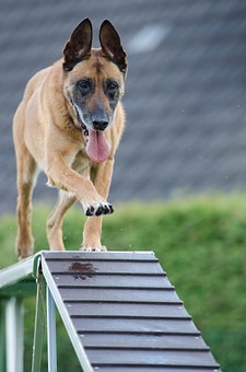 Usa Made Raised Dog Cots