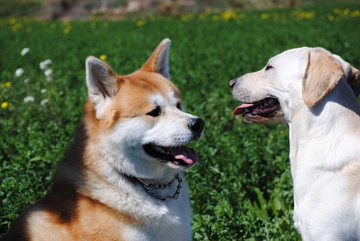 Frustrated With Nuisance Barking? You Can Stop Dog Barking