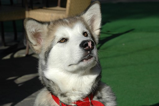 Hartz - Selecting The Right Vet For Your Dog
