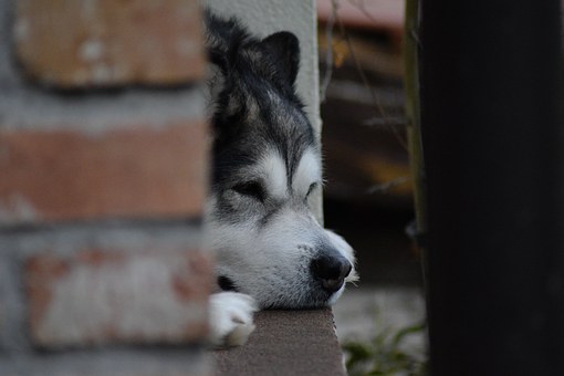 Is Your Dog's Shedding Driving You Crazy?