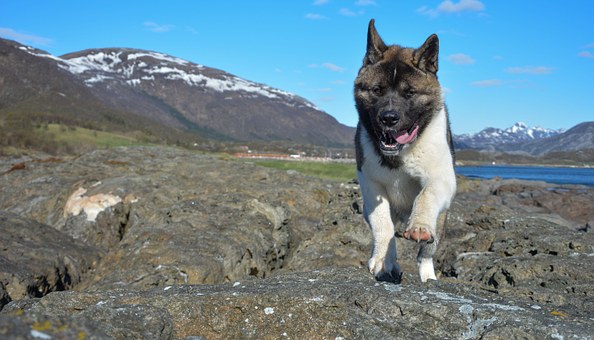 Aggressive Dog Training - Know What Makes A Dog Hostile