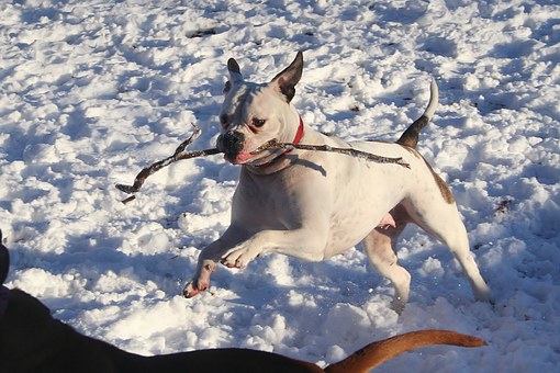 Barking Dog Collars Handles Problems Of Dogs Undesirable Habits