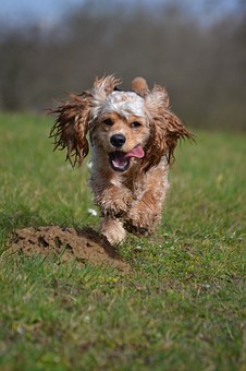 Itchy Dog - Ten Tips To Stop That Itch