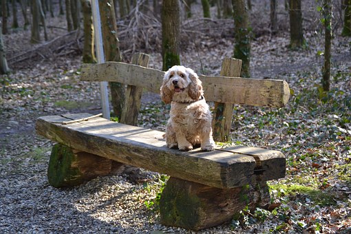 Dealing With Dog Hot Spots