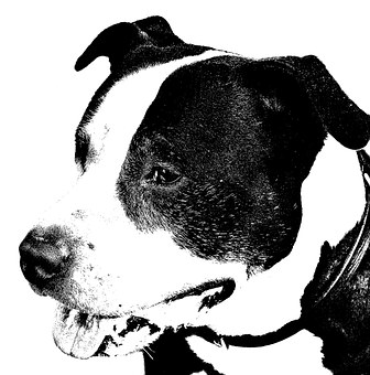 How To Stop Your Dog Or Puppy From Chewing Its Bed