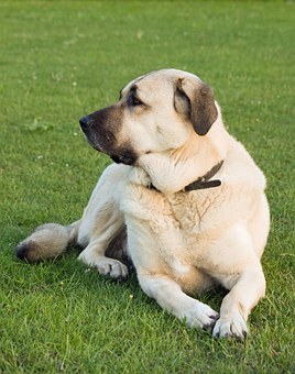 Tips When Sizing Dog Coats