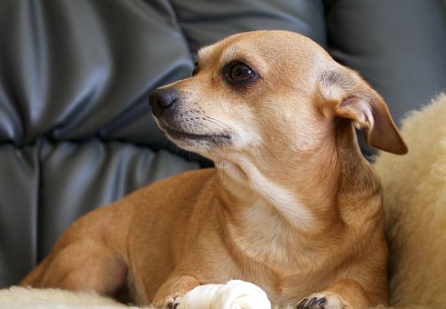 10 Holiday Safety Tips For Your Dog