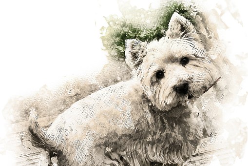 Finding The Best Scruff Of The Neck For Your Dog