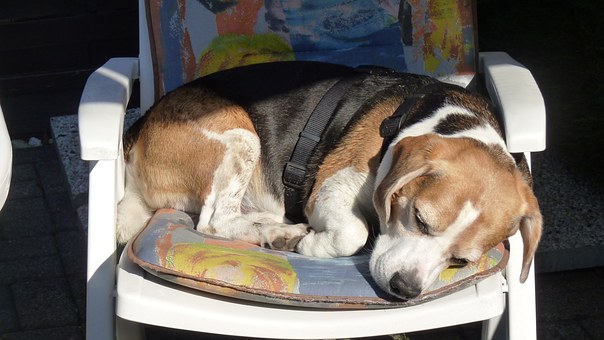 7 Dog Training Tips You Must Teach Your Pet