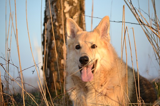 Choosing The Best Type Of Dog For Your Child