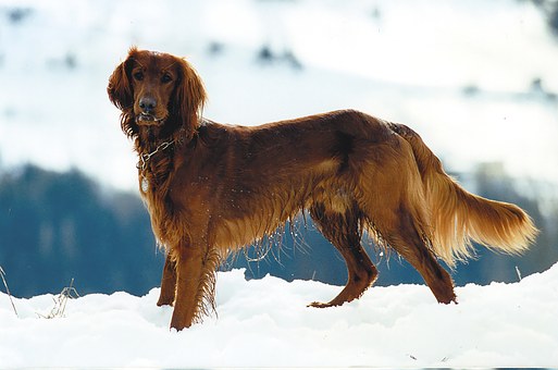 ¿Usted Supervisa O Ladra Con Cara De Perro Buldog?