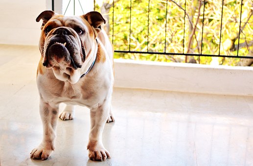 Types Of Dog Skin Problems