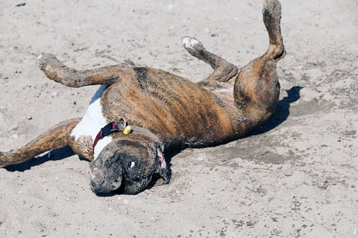 Dog Pet Insurance