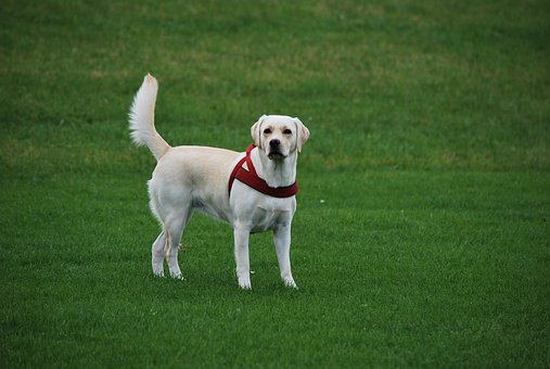 Tips Of Dog Training Techniques