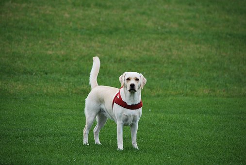 Dog Bites - What Can Happen If Your Dog Bites Someone?