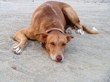 Feeding Instructions For Dogs From Feng Shui For Fido