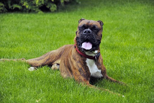 Dog Collars You Need To Know
