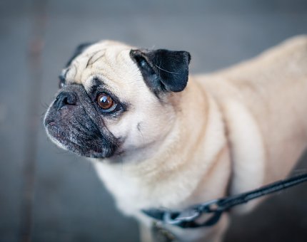 Dog Waste Bags Discreet Carrier