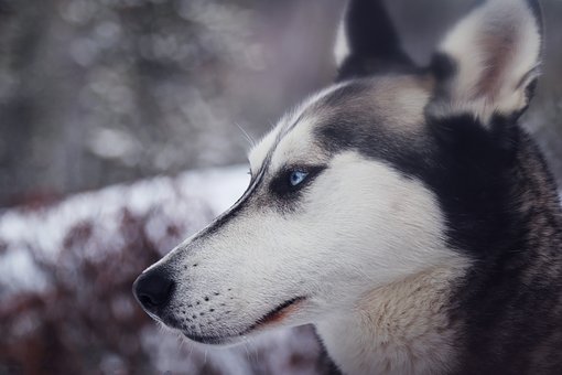 Flea Treatment Dog- An Inside Perspective