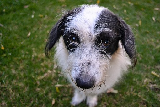Advice To Reduce Dog Shedding