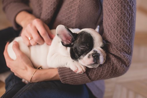 Essential Steps That Are Needed For Leash Training A Dog