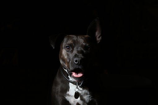 The Importance Of Dog Training