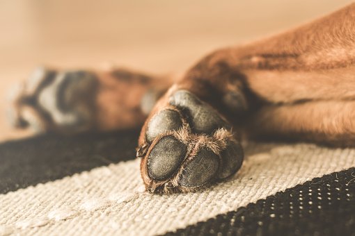 Dog Sitters Give The Care That Your Pet Wants