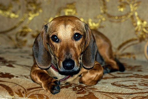 Tips To Choose The Best Collar For Dogs