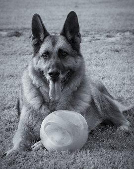The Must Use 6 Reasons For Dog Leash