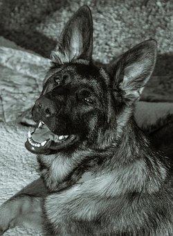 Dog Breeds A To Z: The Alaskan Malamute