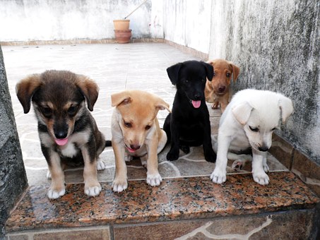 Pvc Orthopedic Dog Cots