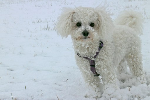 Dog Hot Spot Treatment Is Challenging For Pet Owners