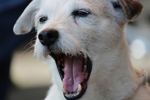 Lighted Dog Collars- An Inexpensive Life Saving Device