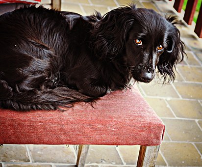 Mistakes Your Dog Wants You To Avoid